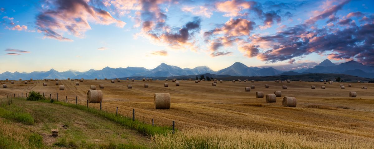 Hay bales across farmland at sunset, mountains behind